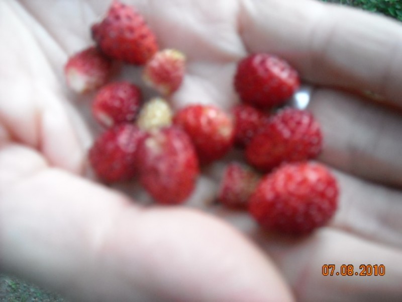 diafora 164.jpg