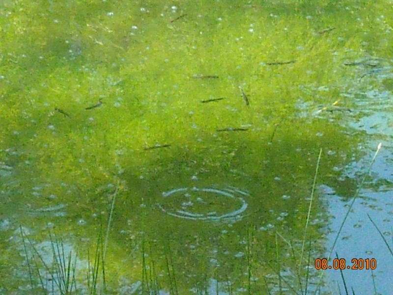 diafora 194.jpg