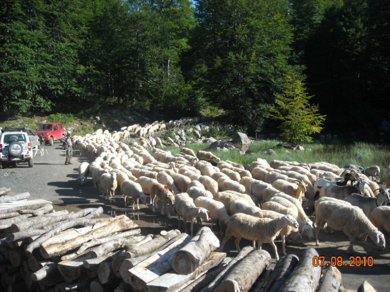 diafora 161.jpg