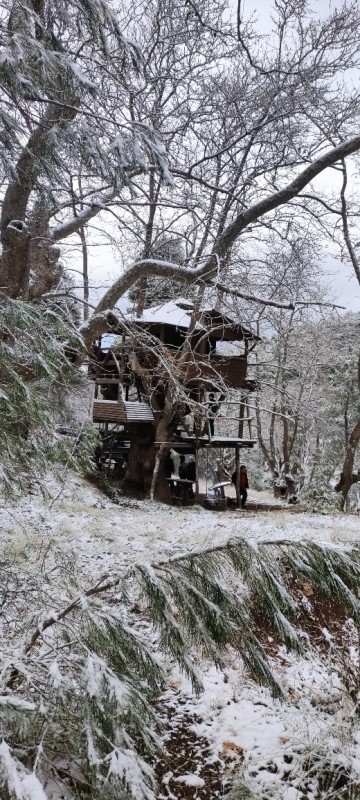 treehouse