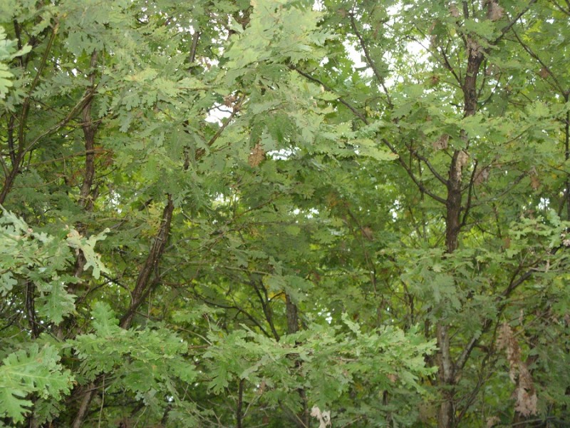 GKOYRA 040.JPG