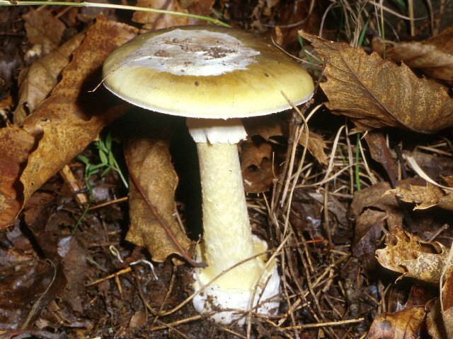 Amanita phalloides.jpg