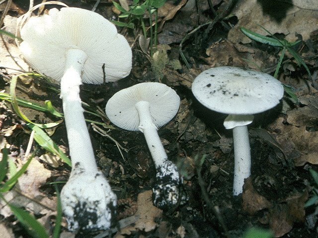 Amanitα.jpg