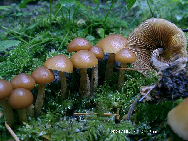 Galerina marginata.jpg