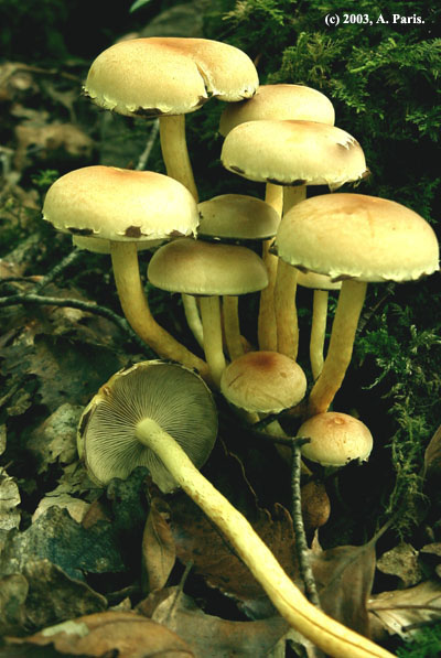 Hypholoma fasciculare-.jpg
