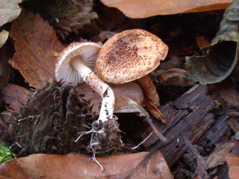Lepiota castanea2.jpg