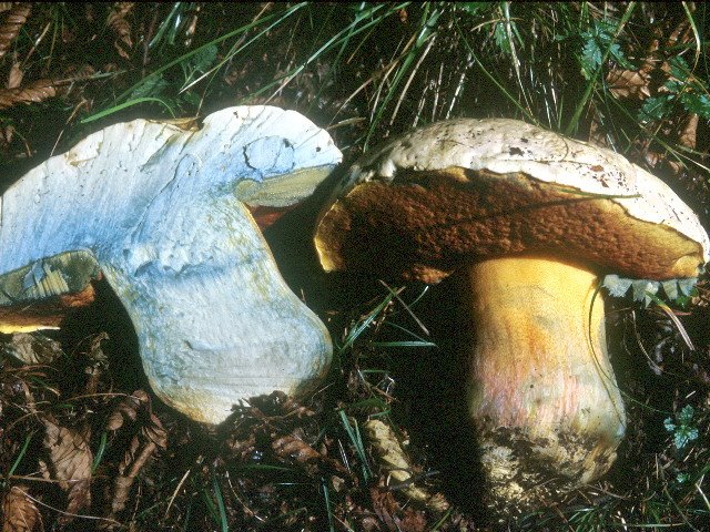 Boletus satanas.jpg