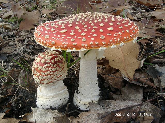 Amanita muscaria5.jpg