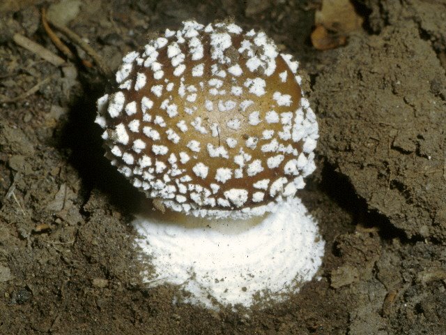 Amanita pantherina.jpg