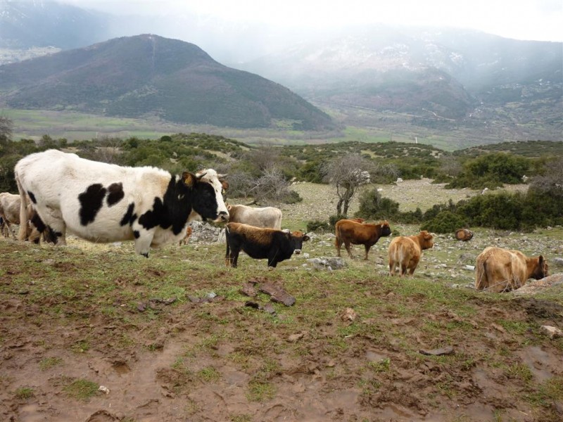 Παραμονή πίτας 2010 083 (Large).jpg