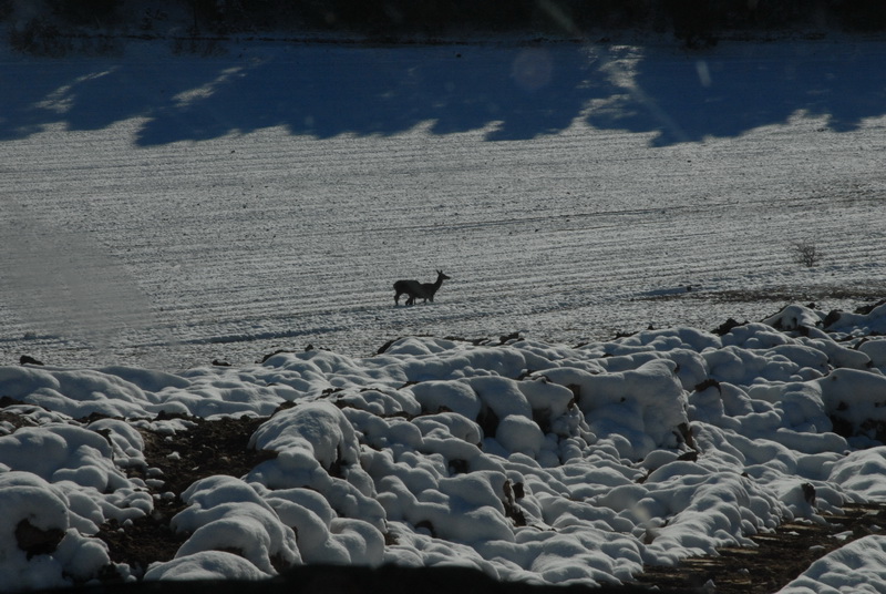 DSC_2968_resize.JPG