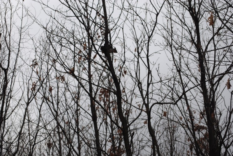 DSC_6688.jpg