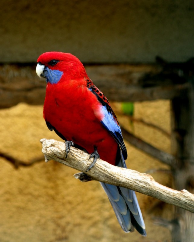 papagalaki_58945.jpg