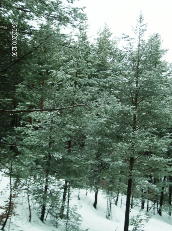 HPIM0741.jpg