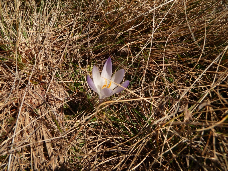 P1170346.JPG
