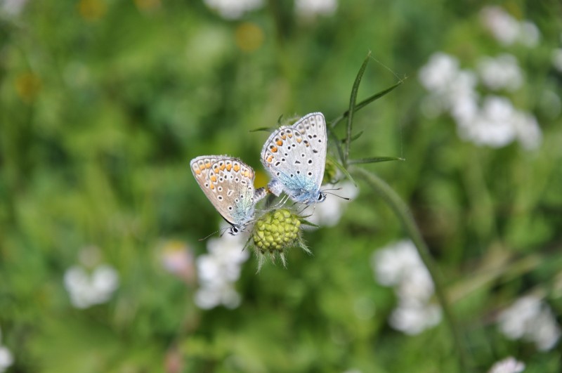 DSC_0966.JPG