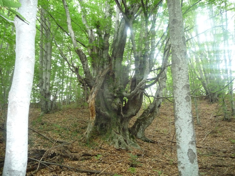 P1180049.JPG