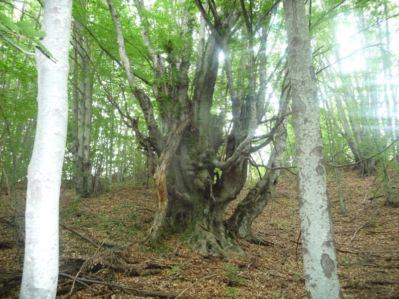 P1180050.JPG