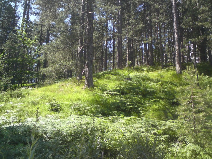 DSC00598.jpg