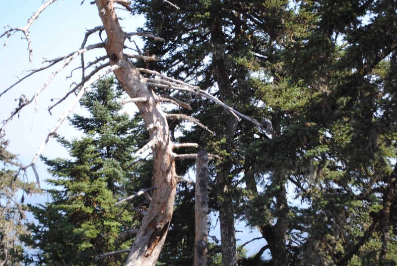 DSC_9560.jpg