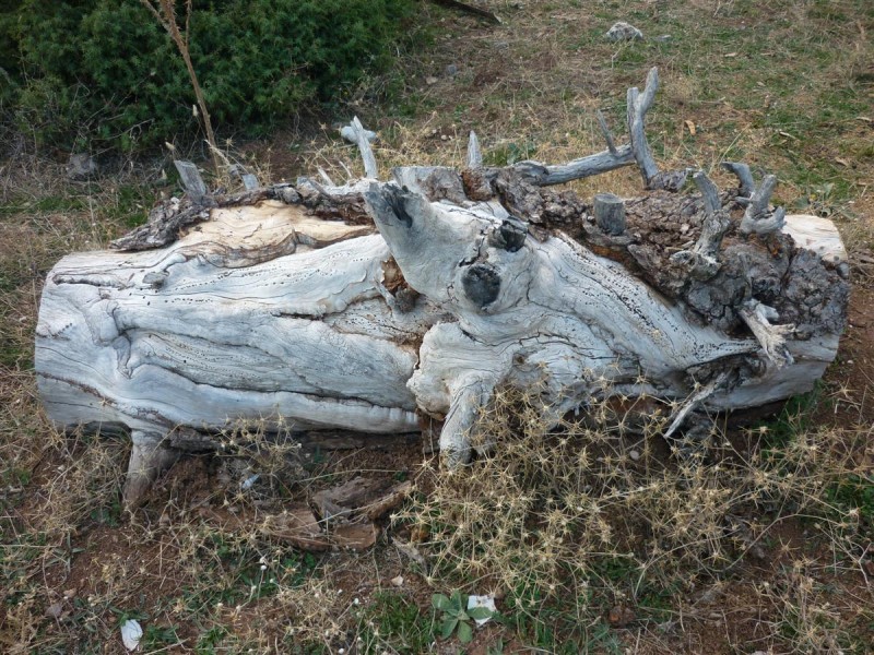 ΖΗΡΕΙΑ - λίμνη δόξα 017 (Custom).jpg