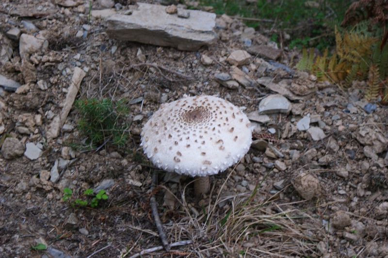 DSC02434.JPG