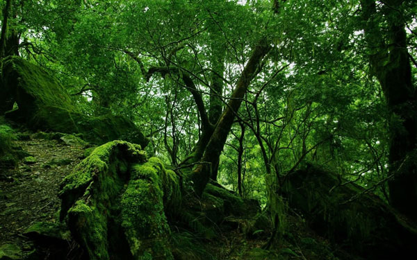 puzzlewood9.jpg