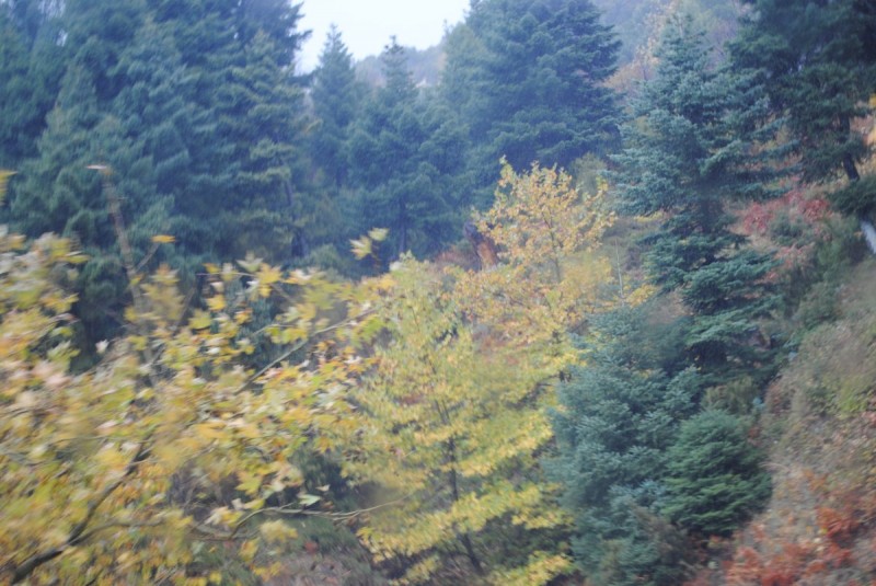DSC_0917.jpg