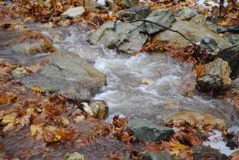 DSC_0980.jpg