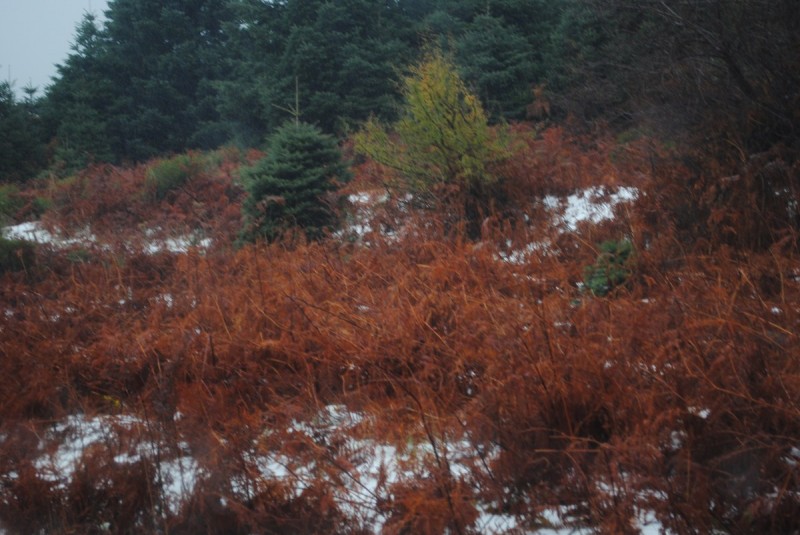 DSC_1044.jpg