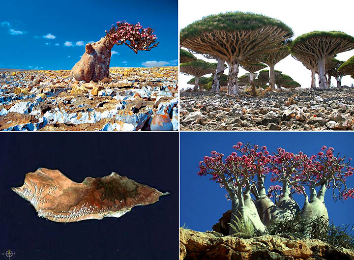 Socotra-4[1].jpg