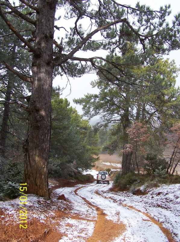 Ζήρεια_Ισώματα για κλάρες και χιόνια 15-01-2012_21.jpg