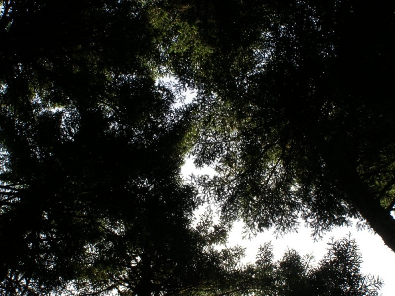 P8082150.jpg