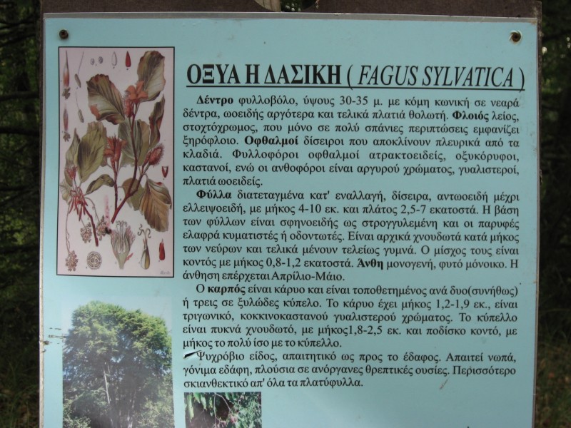 Αντίγραφο από IMG_4281.JPG