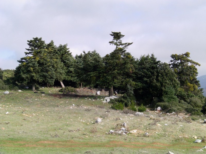 IMAG0011.jpg