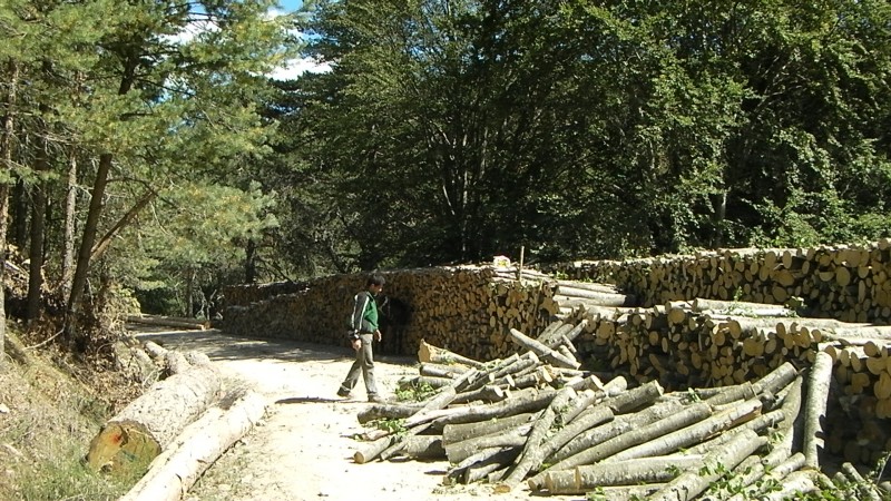 SANY0013.JPG