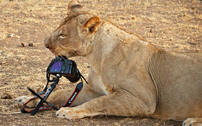 liontari_mixani4.jpg