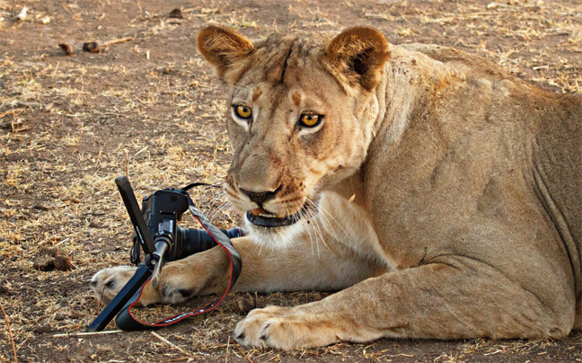 liontari_mixani5.jpg