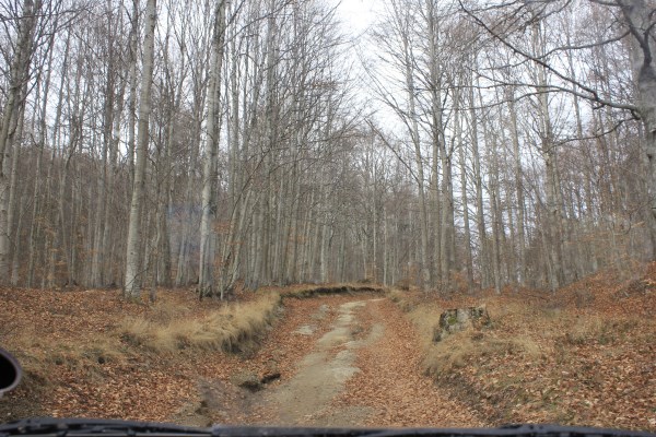 _MG_3937.jpg