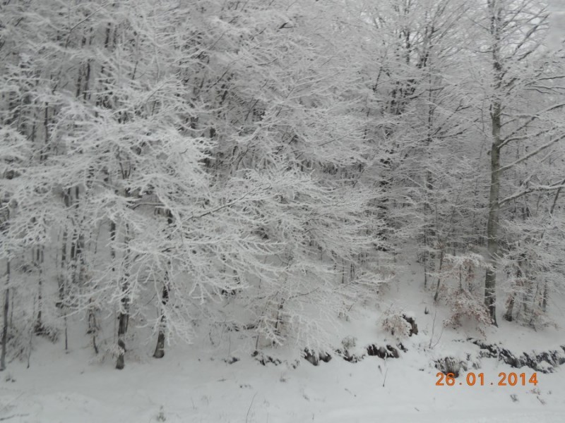 DSCN2333.jpg