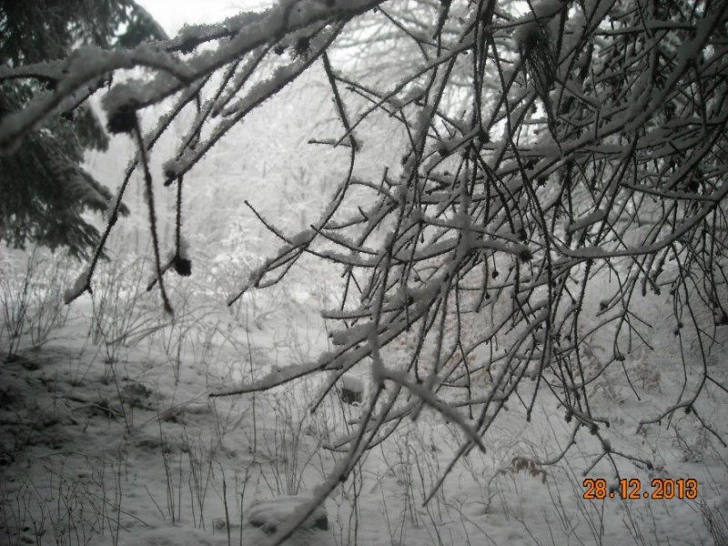 DSCN4762.jpg