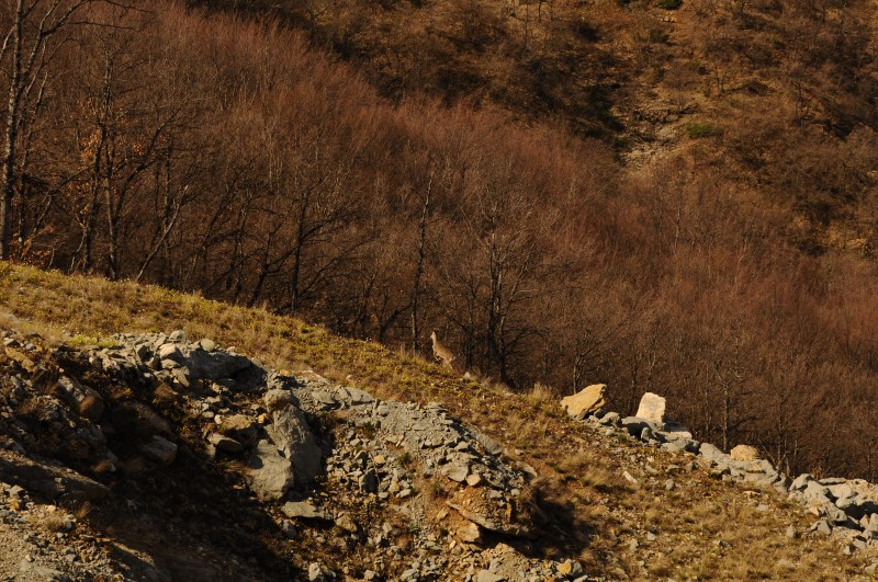 DSC_0134 - Αντίγραφο.jpg